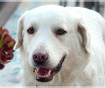 Small #6 Anatolian Shepherd-Great Pyrenees Mix