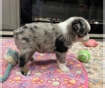 Small #3 Miniature Australian Shepherd
