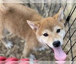 Small Photo #19 Shiba Inu Puppy For Sale in FREMONT, CA, USA