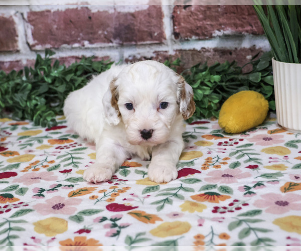 Medium Photo #5 Cavapoo (Miniature) Puppy For Sale in SYRACUSE, IN, USA