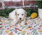 April - Female Cavapoo (Miniature) Puppy for Sale - Photo #5