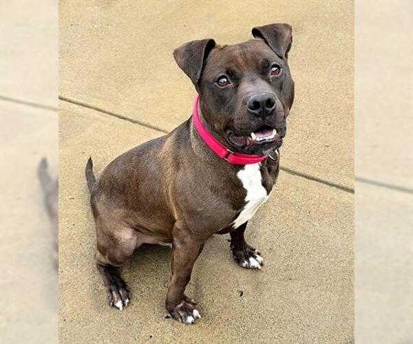 Medium Photo #4 American Pit Bull Terrier Puppy For Sale in Canfield, OH, USA