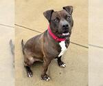 Small #3 American Pit Bull Terrier