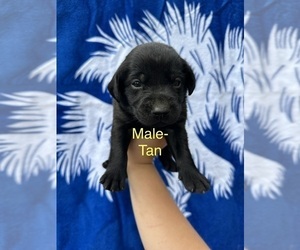 Labrador Retriever Puppy for sale in GREENVILLE, SC, USA