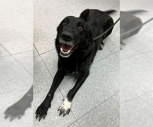 Labrador Retriever Dogs for adoption in Downey, CA, USA