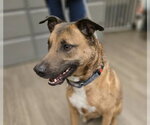 Small #1 German Shepherd Dog Mix