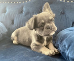 Small Photo #12 French Bulldog Puppy For Sale in COLORADO SPRINGS, CO, USA