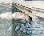 Small #8 Golden Retriever
