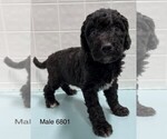Small #1 Goldendoodle-Poodle (Standard) Mix