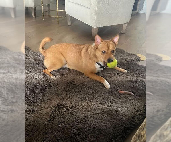 Medium Photo #12 Akita-Saluki Mix Puppy For Sale in Oakhurst, NJ, USA