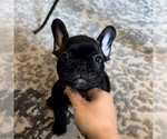 Small Photo #12 French Bulldog Puppy For Sale in GIG HARBOR, WA, USA