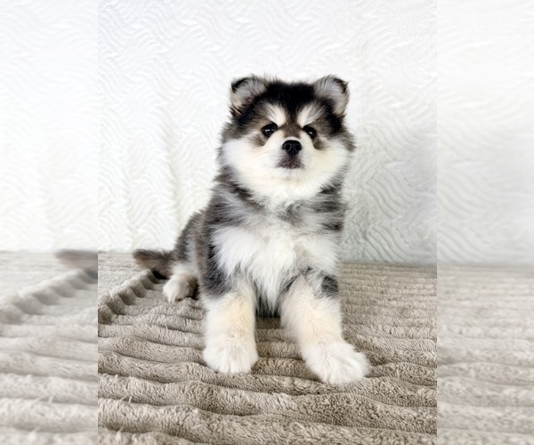 Medium Photo #3 Pomsky Puppy For Sale in GREENFIELD, IN, USA