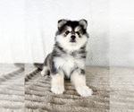 Small #2 Pomsky