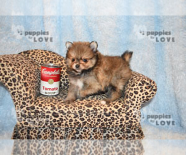 Medium Photo #2 Pomeranian Puppy For Sale in SANGER, TX, USA