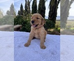 Small #1 Golden Retriever