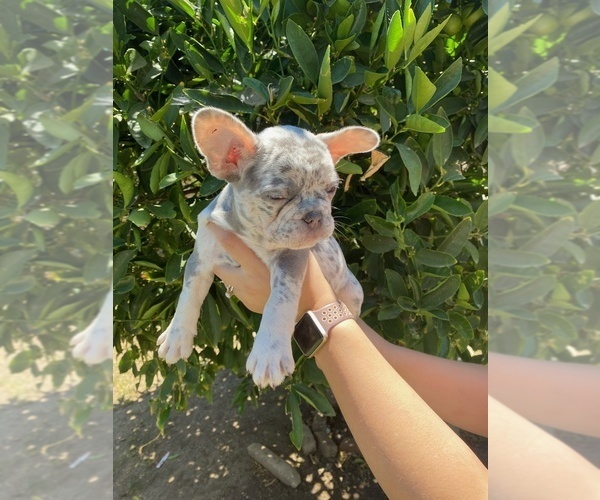 Medium Photo #12 French Bulldog Puppy For Sale in VALLEJO, CA, USA