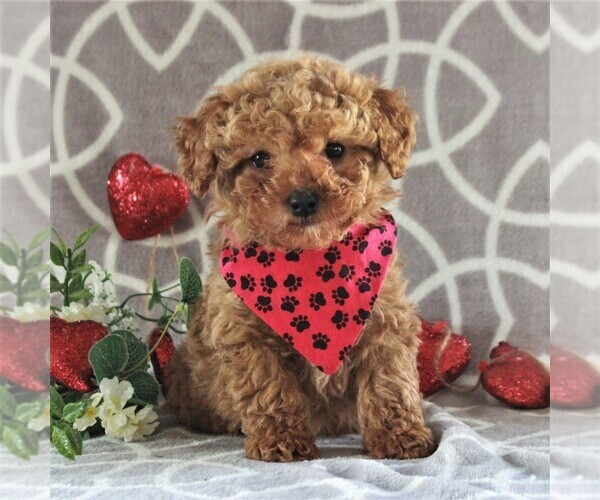 Medium Photo #1 Cavachon-Poodle (Miniature) Mix Puppy For Sale in GORDONVILLE, PA, USA