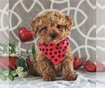 Small Photo #1 Cavachon-Poodle (Miniature) Mix Puppy For Sale in GORDONVILLE, PA, USA