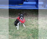 Small #9 Mutt
