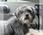 Small #6 Shih Tzu