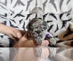 Puppy Puppy 4 Pug