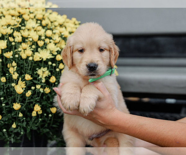 Medium Photo #2 Golden Retriever Puppy For Sale in LIBERTY, KY, USA