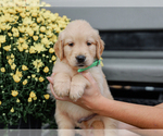 Small #1 Golden Retriever