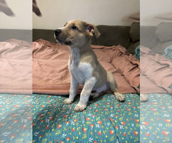 Medium Photo #2 Shepradors Puppy For Sale in McKinney, TX, USA