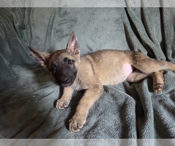 Medium Photo #2 Australian Shepherd-German Shepherd Dog Mix Puppy For Sale in HILLSDALE, MI, USA