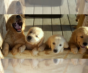 Golden Retriever Puppy for sale in RICHLANDS, NC, USA