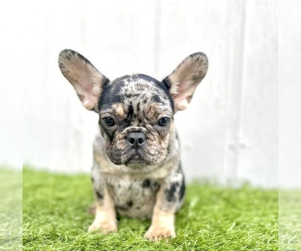 Medium Photo #24 French Bulldog Puppy For Sale in LAS VEGAS, NV, USA