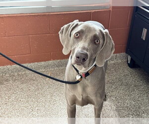 Weimaraner Dogs for adoption in Pueblo, CO, USA