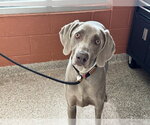 Small Weimaraner