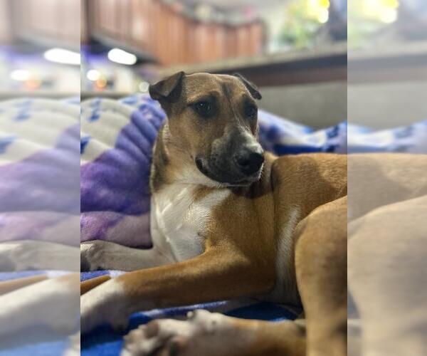 Medium Photo #5 Mutt Puppy For Sale in Holly Springs, NC, USA