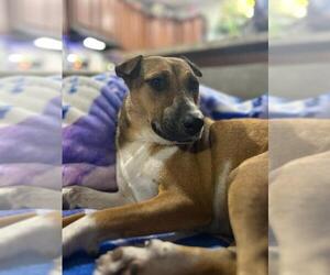 Elektra - Female Mutt Dog for Adoption - Photo #5