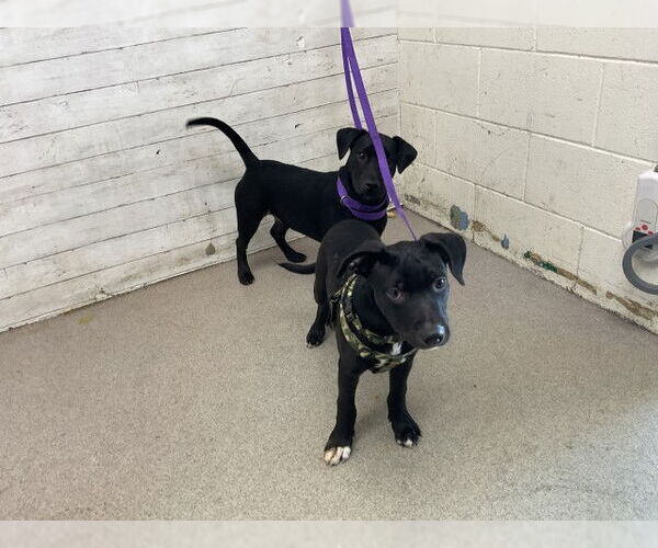 Medium Photo #1 American Pit Bull Terrier Puppy For Sale in San Bernardino, CA, USA