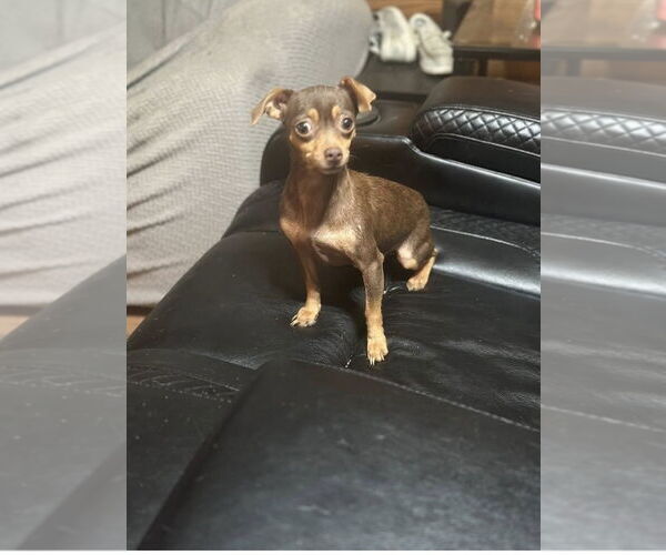 Medium Photo #3 Chihuahua Puppy For Sale in Jackson Township, NJ, USA