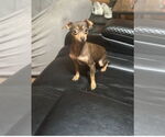 Small #2 Chihuahua