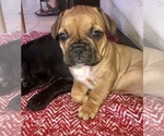 Small Photo #8 French Bulldog Puppy For Sale in SCOTTSDALE, AZ, USA