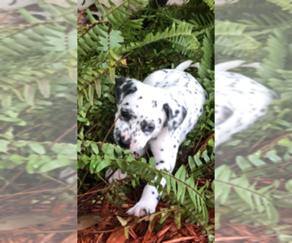 Medium Photo #3 Dalmatian Puppy For Sale in JACKSONVILLE, FL, USA