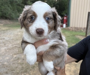 Medium Miniature Australian Shepherd