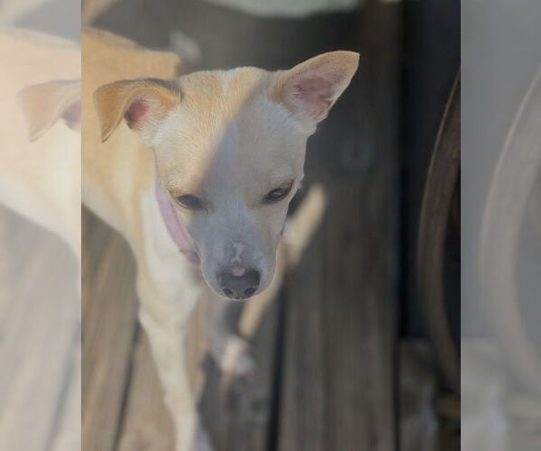 Medium Photo #6 Chihuahua-Unknown Mix Puppy For Sale in Dana Point, CA, USA