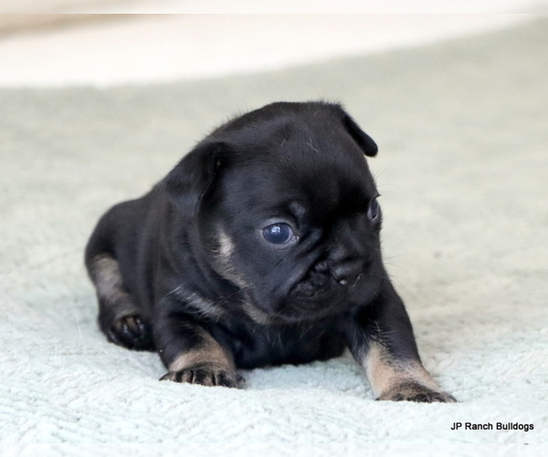 Medium Photo #7 French Bulldog Puppy For Sale in WINNSBORO, TX, USA