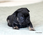 Small Photo #7 French Bulldog Puppy For Sale in WINNSBORO, TX, USA