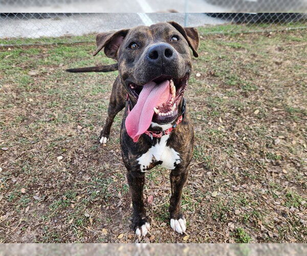 Medium Photo #2 Staffordshire Bull Terrier Puppy For Sale in Ocala, FL, USA