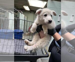 Siberian Husky Dogs for adoption in Stockton, CA, USA