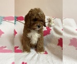 Small Photo #8 Cavapoo Puppy For Sale in SYLMAR, CA, USA
