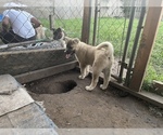 Small Photo #3 Akita Puppy For Sale in FLORISSANT, MO, USA