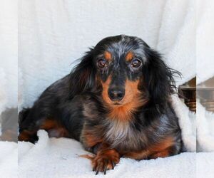 Mother of the Dachshund puppies born on 07/10/2025
