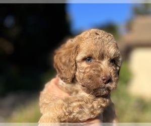 Maltipoo Puppy for sale in MONTECITO, CA, USA
